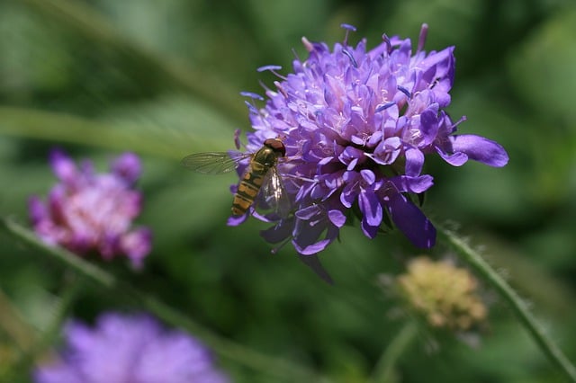 Free download hover fly purple flower pollination free picture to be edited with GIMP free online image editor