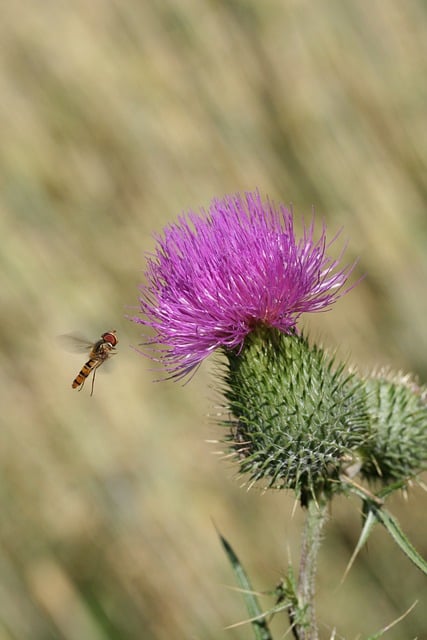 Free download hover fly thistle insect flower free picture to be edited with GIMP free online image editor