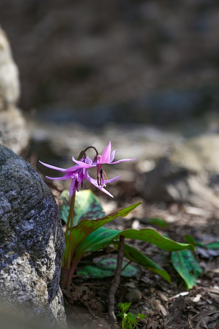 Descărcare gratuită cum pot fi editate imagini gratuite cu florile sălbatice din natură cu ajutorul editorului de imagini online gratuit GIMP