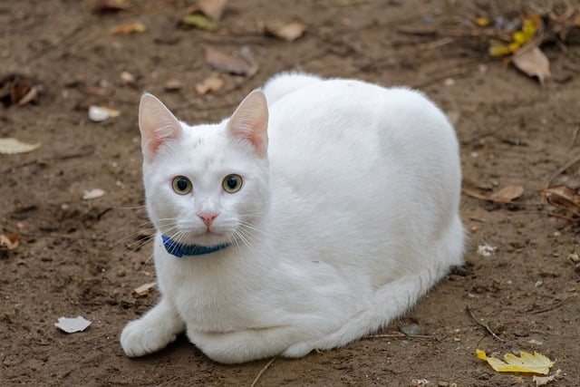 Free download how pet animal feline breed fur free picture to be edited with GIMP free online image editor