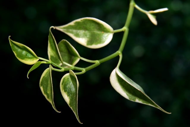 Free download hoya plant leaves flora nature free picture to be edited with GIMP free online image editor