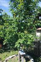 Free download Hrast u perivoju sv. Martina, zaseok Hreni, Slani Potok, 25.7.2017. free photo or picture to be edited with GIMP online image editor