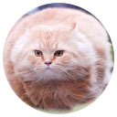 HTTP Error Cats  screen for extension Chrome web store in OffiDocs Chromium