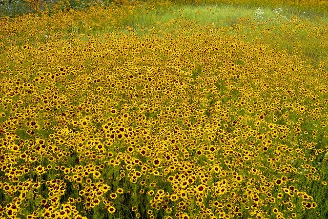 Безкоштовно завантажте Huang Flowers Green — безкоштовну фотографію чи зображення для редагування за допомогою онлайн-редактора зображень GIMP