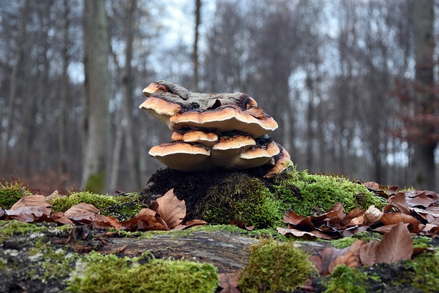 Free download hub mushroom forest nature growth free picture to be edited with GIMP free online image editor
