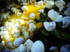 Free download Huevos free photo or picture to be edited with GIMP online image editor