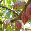 Huge cocoa pods  screen for extension Chrome web store in OffiDocs Chromium