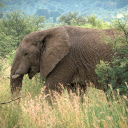 Huge elephant  screen for extension Chrome web store in OffiDocs Chromium