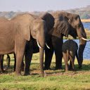 Huge herd of elephants  screen for extension Chrome web store in OffiDocs Chromium