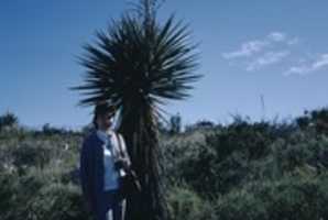 Free download Huge Palm Treet, Woman With free photo or picture to be edited with GIMP online image editor