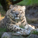 Huge white tiger  screen for extension Chrome web store in OffiDocs Chromium