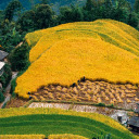 Hugs of golden rice  screen for extension Chrome web store in OffiDocs Chromium