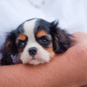 Hug the dog  screen for extension Chrome web store in OffiDocs Chromium