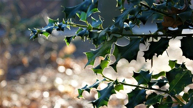 Téléchargement gratuit Feuilles épineuses de Hulst - photo ou image gratuite à modifier avec l'éditeur d'images en ligne GIMP