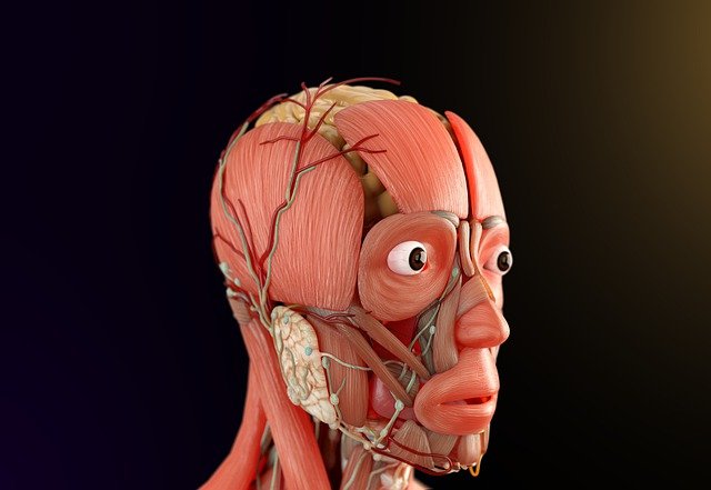 Free download human anatomy biology nervous system free picture to be edited with GIMP free online image editor