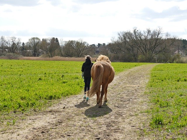 Descărcare gratuită Human Child Horse Islanda - fotografie sau imagine gratuită pentru a fi editată cu editorul de imagini online GIMP