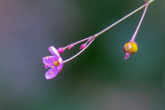 Kostenloser Download Human Participants Nature Flower - kostenloses Foto oder Bild zur Bearbeitung mit GIMP Online-Bildbearbeitung