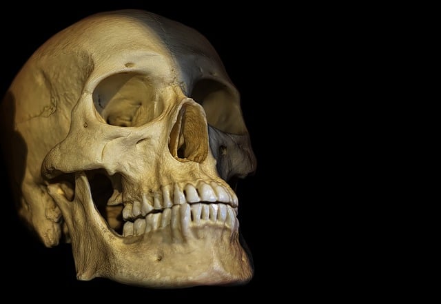 Free download human skull skull skeleton bones free picture to be edited with GIMP free online image editor