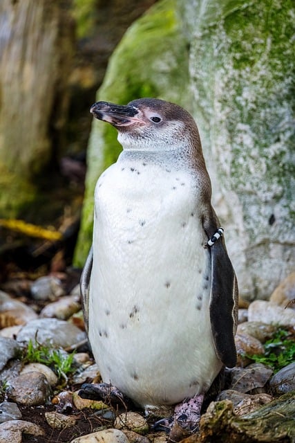 Free download humboldt penguin penguin bird free picture to be edited with GIMP free online image editor