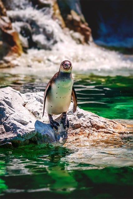 Free download humboldt penguin penguin river bird free picture to be edited with GIMP free online image editor