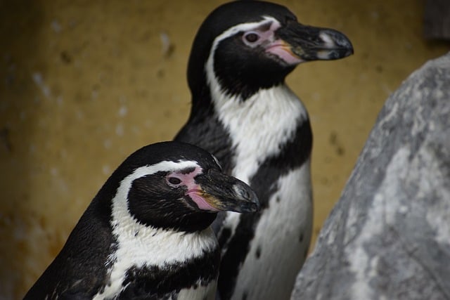 Free download humboldt penguins penguins free picture to be edited with GIMP free online image editor