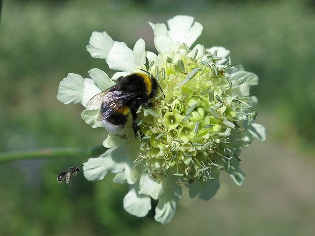 הורדה חינם Hummel Bee Insect - תמונה או תמונה בחינם לעריכה עם עורך התמונות המקוון GIMP