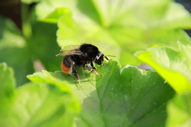 Free download Hummel Bee Insect Honey -  free photo or picture to be edited with GIMP online image editor