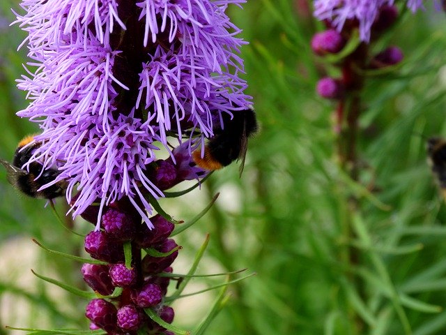 Free download Hummel Blossom Bloom -  free photo or picture to be edited with GIMP online image editor