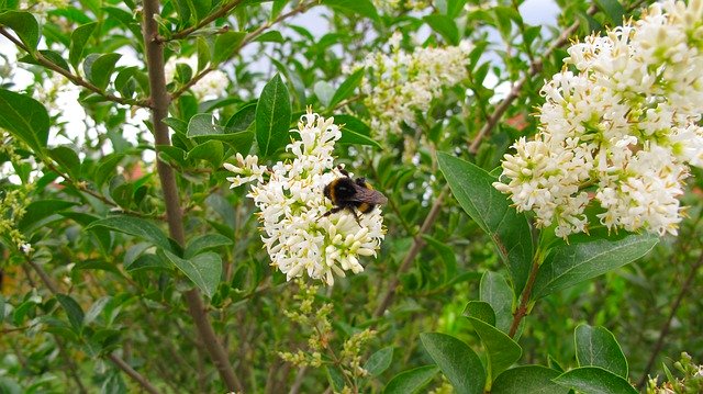 無料ダウンロードHummelFlowerBlossom-GIMPオンライン画像エディターで編集できる無料の写真または画像