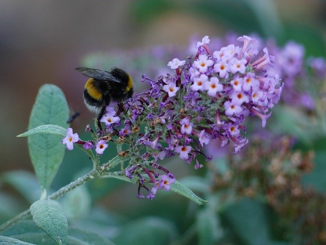 Descărcare gratuită Hummel Flower Garden - fotografie sau imagini gratuite pentru a fi editate cu editorul de imagini online GIMP