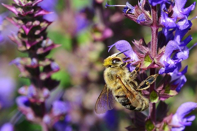 Téléchargement gratuit Hummel Garden Blossom - photo ou image gratuite à modifier avec l'éditeur d'images en ligne GIMP