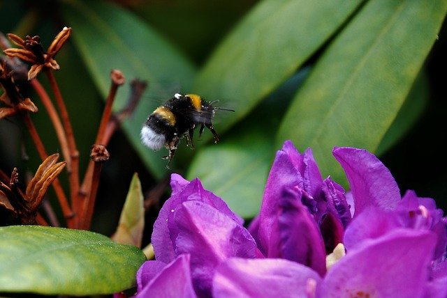 Download gratuito Hummel Insect Blossom - foto o immagine gratuita da modificare con l'editor di immagini online GIMP