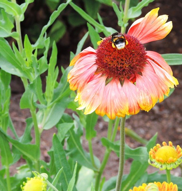 Безкоштовно завантажте Hummel Insect Flower Blossom – безкоштовну фотографію чи зображення для редагування за допомогою онлайн-редактора зображень GIMP