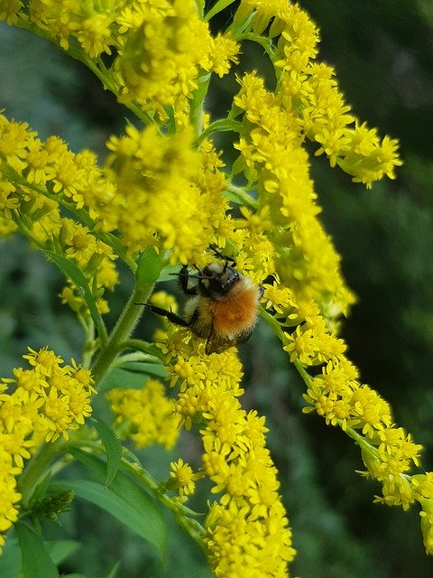 Download gratuito Hummel Insect Flowers Yellow - foto o immagine gratuita da modificare con l'editor di immagini online di GIMP