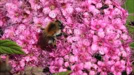 Free download Hummel Insect Meadow Bombus -  free video to be edited with OpenShot online video editor