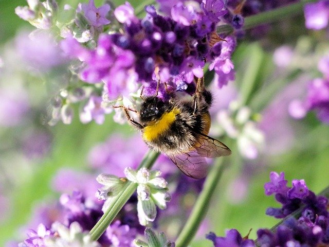 Download gratuito Hummel Insect Nature - foto o immagine gratuita da modificare con l'editor di immagini online di GIMP