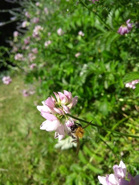Free download Hummel Lavender Flower Close -  free photo or picture to be edited with GIMP online image editor