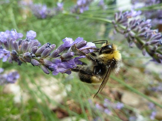 Free picture Hummel Lavender Summer -  to be edited by GIMP free image editor by OffiDocs