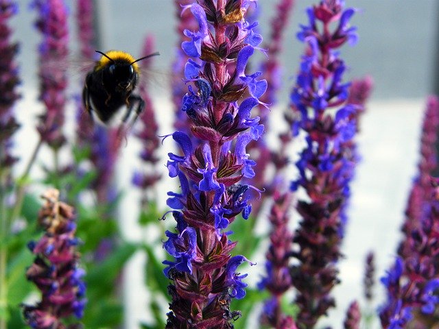 Бесплатно скачать Hummel Nature Insect - бесплатную фотографию или картинку для редактирования с помощью онлайн-редактора изображений GIMP