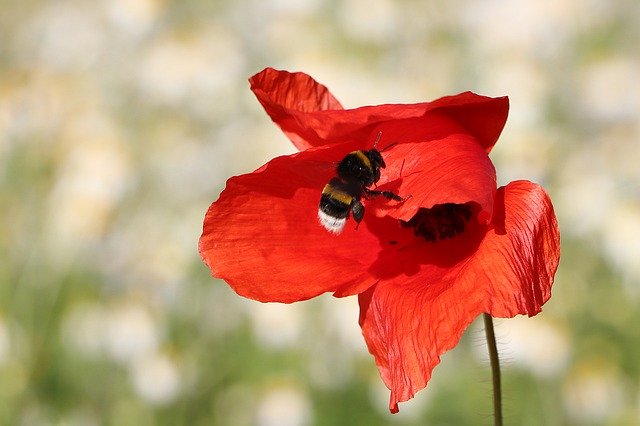 Free download Hummel Poppy Insect Close -  free photo or picture to be edited with GIMP online image editor