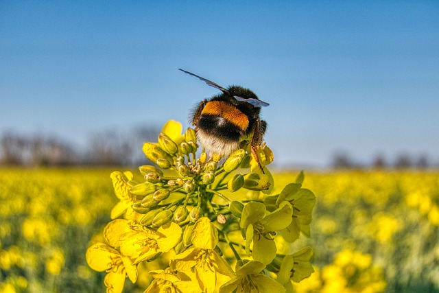 Free download hummel rapeseed flower field free picture to be edited with GIMP free online image editor
