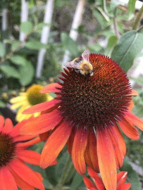 Скачать бесплатно Hummel Red Garden - бесплатное фото или изображение для редактирования с помощью онлайн-редактора изображений GIMP