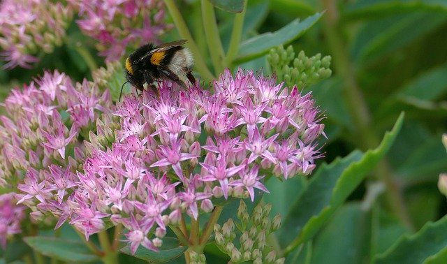 Gratis download Hummel Sedum vetkruid - gratis foto of afbeelding om te bewerken met GIMP online afbeeldingseditor