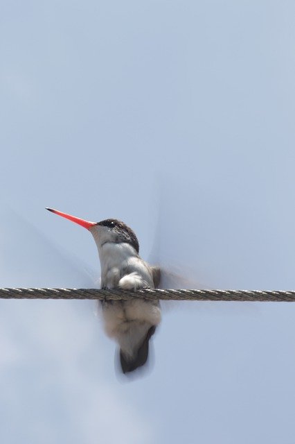 Téléchargement gratuit Hummingbird Ave Nature - photo ou image gratuite à éditer avec l'éditeur d'images en ligne GIMP