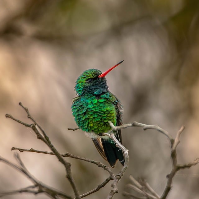 Free download hummingbird bellied emerald free picture to be edited with GIMP free online image editor