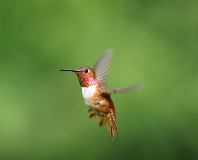 Free download hummingbird bird animals wildlife free picture to be edited with GIMP free online image editor