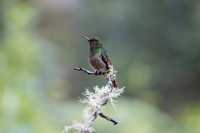 Free graphic hummingbird bird animal wildlife to be edited by GIMP free image editor by OffiDocs