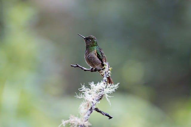 Kostenloser Download Kolibri Vogel Tier Tierwelt kostenloses Bild zur Bearbeitung mit GIMP kostenlosem Online-Bildeditor