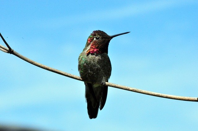Free download hummingbird bird bl wildlife free picture to be edited with GIMP free online image editor