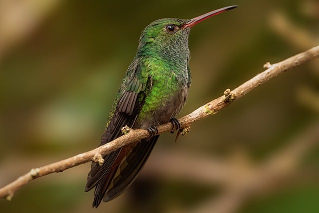 Free download hummingbird bird colorful green free picture to be edited with GIMP free online image editor